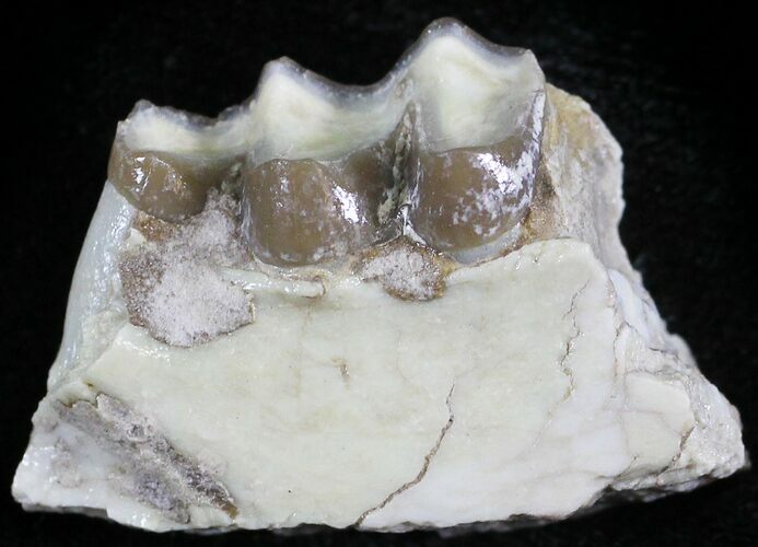Oligocene Horse (Mesohippus) Jaw Section #25103